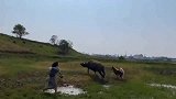大草原真美，水牛真好玩，又是溜主人的一天