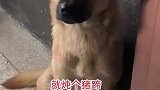 田园犬就是守规矩