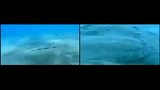 Mimic章鱼:世上最让人不可思议的生物