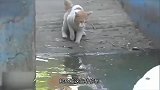 猫咪在水池边捉鱼，忽然冒出来一条鳄鱼-是鱼不？是鱼都归我管