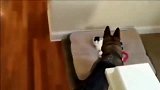 德牧回窝睡觉, 发现窝被猫咪霸占了, 看完能忍住不笑算你厉害