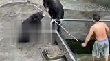 只顾打架的两只黑熊