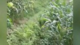 易老幺喂的猪滚进茅坑里了