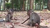 小奶猴打架，动作真可爱