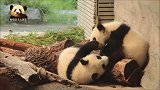 软绵绵的熊猫宝宝梦圆又在欺负哥哥了，两个小家伙可爱得不像话