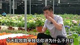 买回家的长寿花为什么不开花？学会这几招，花开爆满盆。