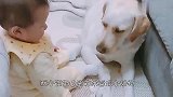 猴子把小女孩当自己的孩子，寸步不离还抱着她，场面搞笑有趣