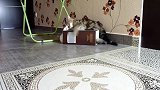 客厅里玩耍的小猫咪，这活泼的样子，好可爱！
