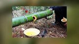 男子在毛竹里“种”酒毛竹身价大涨