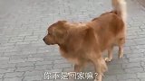 金毛遇小母狗不愿回家，主人让金毛做选择，金毛不舍的丢下小母狗