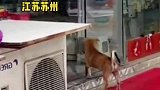 流浪狗狗想进店吹空调，用爪子扒拉门邻家店主这个举动太暖了