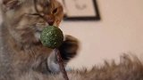 小猫第一次体验猫薄荷棒棒糖，根本无法压抑内心的冲动