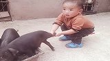 小家伙贼有劲，小奶猪：放开我吧，我还小呢！