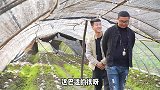 四川方言：当真是得道莫回乡，看看牛屎坡这群老乡，真够现实的！
