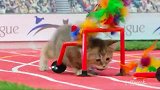 太可爱了，来感受下猫咪运动会吧