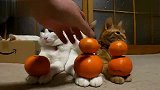 最萌猫咪排排坐分水果