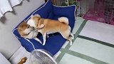 养了两条柴犬，都住在一个家里，就知道打架
