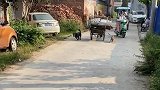 两只小狗帮老奶娘拉车