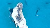 澳大利亚：海岸出现数十条鲨鱼啃食鲸鱼尸体