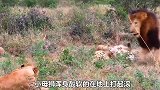 雄狮的魅力太大，小母狮一个接一个的投怀送抱，身体都快吃不消了