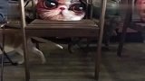 胖到没脖子，这只肥猫名叫