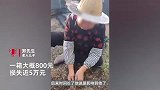60箱蜜蜂疑遭同行投毒，老人坐地痛哭不止，儿子：损失近5万，已报警