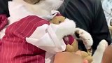 当社恐小猫心爱的玩具被拿走后，这反应也太可爱了