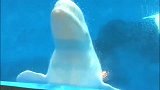 白鲸跟着音乐摇头晃脑的，真是太可爱啦！