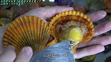日本小哥买一箱彩色扇贝，里面的肉是不是彩色的剖开就知道