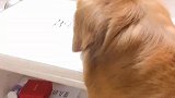 胎爸让轮胎去拿火腿肠，看轮胎慢悠悠的样子可爱了，萌萌哒