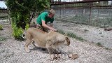 家里的美短和布偶都产下一窝小猫，美短还偷同伴的猫崽，宠主纳闷