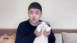 我看看谁还相信猫有九条命，摔不s