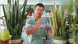 虎皮兰繁殖很简单，夏季繁殖注意一些细节，成活率更高
