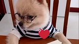看我家狗狗老实吧