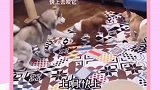狗中也有心机汪