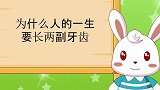兔小贝：人的器官只有一副，但牙齿是例外，所以我们会换牙