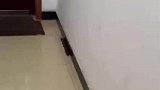 女子发现家里有串串鼠，动画片果然没有骗人