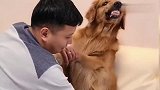 金毛轮胎最近太不听话了，男主人又让它气哭了，太逗了