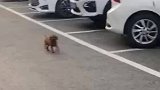 女生路遇小狗没看清反遭小狗追着咬