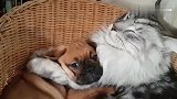 巴哥犬被大猫咪搂着睡觉，狗狗一副生无可恋的表情太逗了