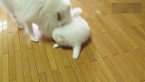 小奶狗满地爬，狗妈妈急得直打转!