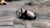 大耳朵熊猫圆梦，就喜欢当妈妈的小跟班
