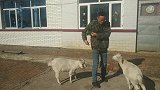 这家人真厉害，拿羊当宠物，羊也不错比马戏团的还聪明
