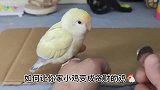 如何把你家鹦鹉变成贪财的鸡，简单的训练，小鸟真的好聪明！