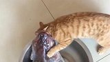 橘猫：铲屎的救命啊！我被鱼吃了！