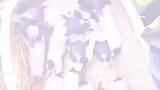 放养花猪大丰收，家猪放养野外生产后收猪一幕！