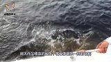 海底最胆小的鱼，成群漂浮在水中觅食，遇到危险可能会被吓死