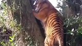 雄虎野外爬树VS雄狮野外爬树