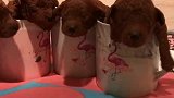 茶杯犬红二代