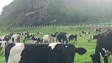 河畔的牛儿悠然自在！
